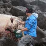 Juneau marine ecologist Michelle Ridgway collects tissue samples from a new species of beaked whale washed ashore on St. George Island in August 2014. The whale was first spotted June 2014.