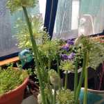 Shallot and red onion flower stalks are shown.