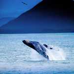 Photographer Kent Chastain, who recently moved to Juneau from Kauai, Hawaii, will be displaying his work at the Juneau Artist's Gallery for August First Friday. Photos courtesy of Kent Chastain.