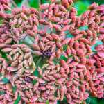 Colorful cow parsnip seeds.
