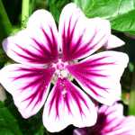 Patterns in a hollyhock blooming in downtown Juneau, July.