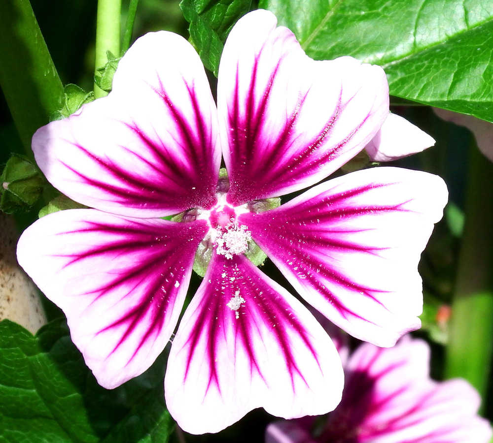 Patterns in a hollyhock blooming in downtown Juneau, July.