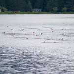 Participants swim in Auke Lake during the 8th annual Aukeman Sprint Triathlon at the University of Alaska Southeast on Saturday.