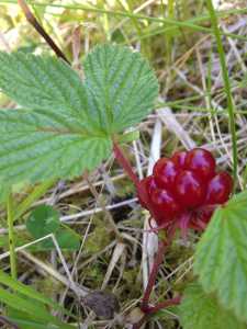 Nagoonberries are tiny, hard to find... and worth the effort.