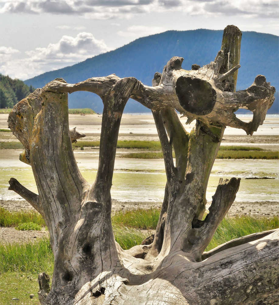 The photographer's favorite driftwood root wad, at Eagle Beach.