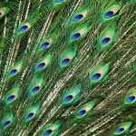Tail feathers of a peacock.  Philadelphia Zoo, May, 2015