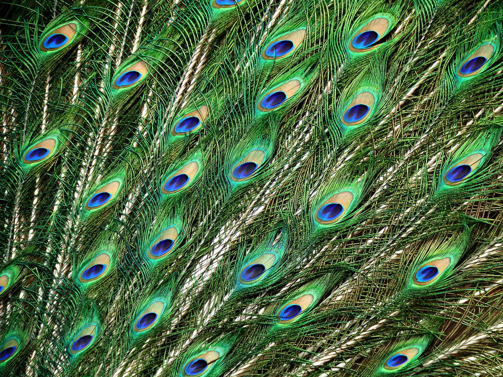 Tail feathers of a peacock.  Philadelphia Zoo, May, 2015