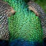 Body feathers of a peacock.  Philadelphia Zoo, May, 2015