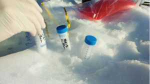 Snow samples taken on the Mendenhall Glacier.