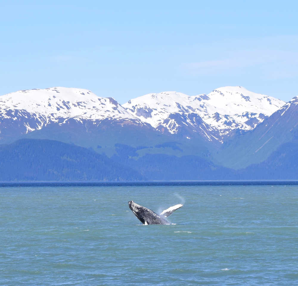 Whale out of water. Taken on a whale watching boat.