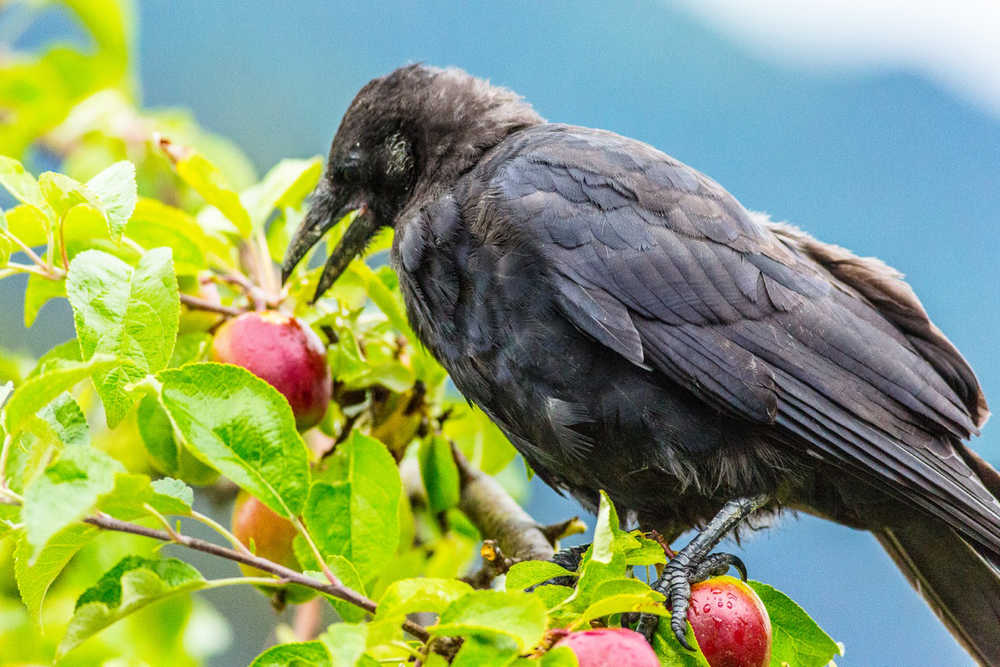 Flegling crow by a crab apple.