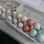 In this Aug. 7 photo, all the eggs laid in the Cluck Hut during the fair are gathered and donated at the end of the week at the Cluck Hut at the Tanana Valley State Fair in Fairbanks.