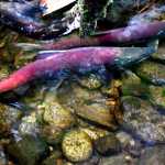 Pair of spawning sockeye salmon, Tolch Rock trail, Aug. 20.  You can see milt in the water.