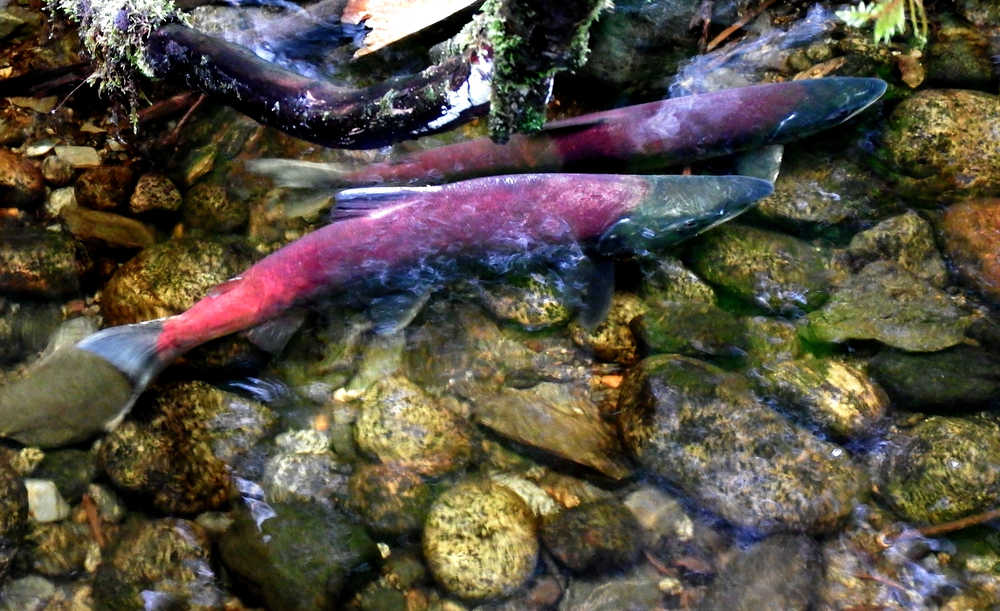 Pair of spawning sockeye salmon, Tolch Rock trail, Aug. 20.  You can see milt in the water.