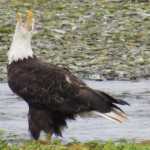 Eagle at Pack Creek.