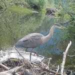 Heron at Dredge Lake.