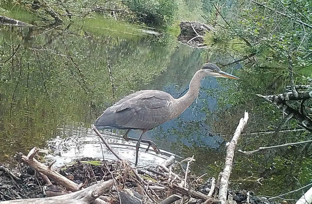 Heron at Dredge Lake.