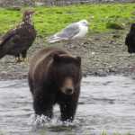 Brown bears at Pack Creek on Admiralty Island.