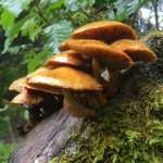 Rainforest mushrooms.