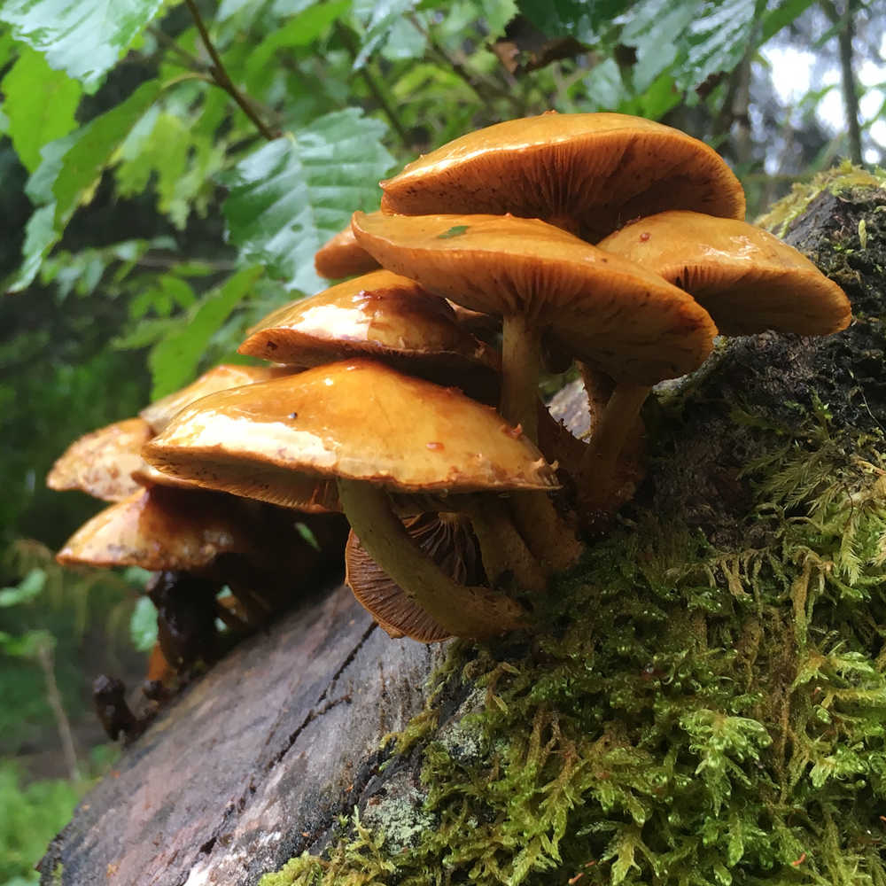 Rainforest mushrooms.