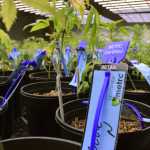Rows of cannabis plants are seen with their blue RFID tags Saturday, Aug. 20, 2016 at Rainforest Farms. On Friday, the cannabis farm became Juneau's first licensed facility to grow cannabis for commercial sale.