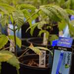 Rows of cannabis plants are seen in the vegetative room of Rainforest Farms' cannabis farm on Saturday, Aug. 20, 2016 in Lemon Creek. Rainforest Farms is Juneau's first licensed cannabis farm.
