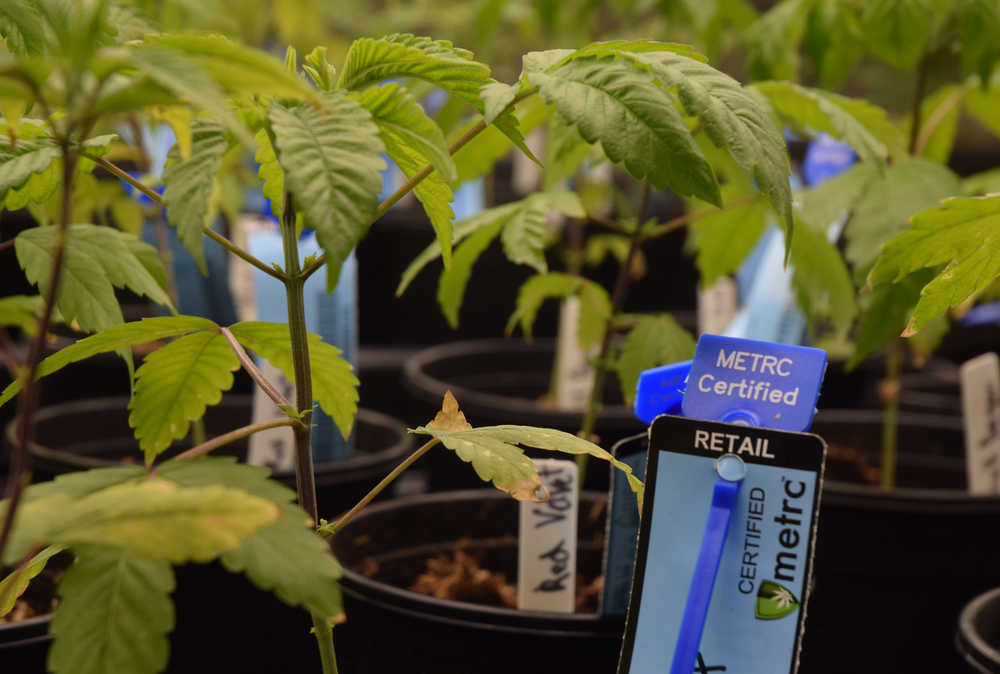 Rows of cannabis plants are seen in the vegetative room of Rainforest Farms' cannabis farm on Saturday, Aug. 20, 2016 in Lemon Creek. Rainforest Farms is Juneau's first licensed cannabis farm.