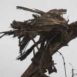 A laughing stump head at a tree stump disposal site in Skagway.