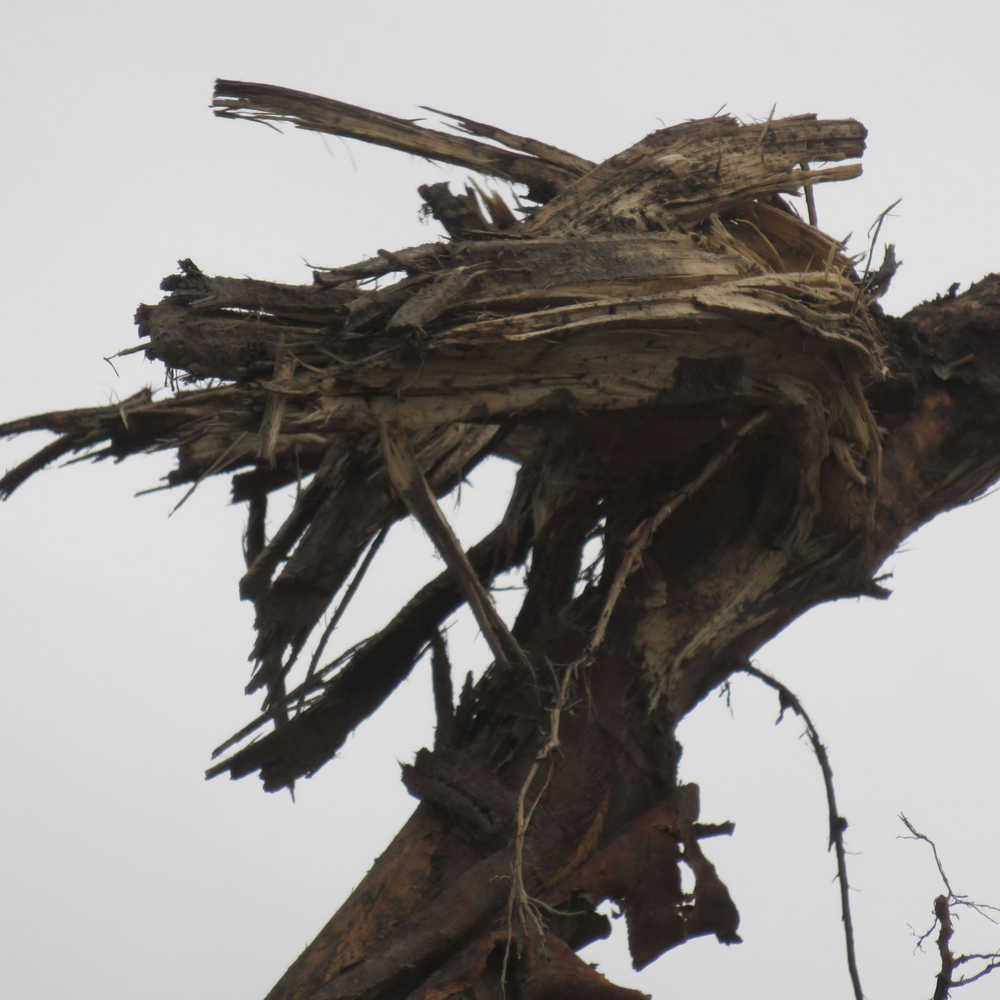 A laughing stump head at a tree stump disposal site in Skagway.