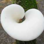 A mushroom fortune cookie: "Stop eating now. Food poisoning is no fun."