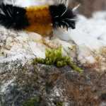 A banded wooly bear caterpillar makes its way along a rock.