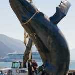 Members of the Park Bronze Foundry in Enterprise, Ore., and a lift operator from North Pacific Erectors ready the six-and-a-half ton bronze whale sculpture to be placed on its foundation at what will become Bridge Park on Sunday.
