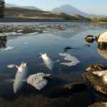 This Sunday, Aug. 21, 2016, photo shows dead whitefish floating in the Yellowstone River near Emigrant, Mont. Montana wildlife officials closed a stretch of the river and numerous tributaries after a massive fish kill that is blamed on a contagious parasite. (AP Photo/Matthew Brown)