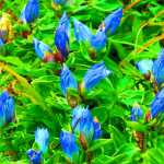 Alpine gentian, Mount Roberts.