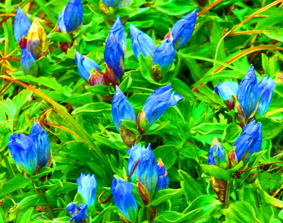 Alpine gentian, Mount Roberts.