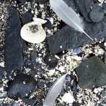 Beach still life at Outer Point in Juneau.