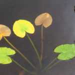 A heart-shaped lily pad bouquet. Spaulding meadow on Aug. 17.