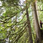 On Prince of Wales Island in Southeast Alaska, a local workforce crew is completing a forest inventory on the Tongass National Forest. By understanding the age, quality and distribution of forest stands on the Tongass, the US Forest Service is able to make more informed management decisions.
