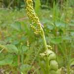 A common kind of moonwort, showing the spore-bearing stalk and the separate, leafy frond.