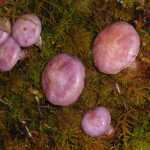 Purple woodland mushrooms nestle in a mossy bed on West Glacier Trail.