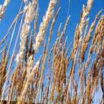Autumn grasses sway in the afternoon breeze against a cerulean sky.