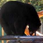 A black bear sow climbs on top of the Taku Lodge BBQ looking for salmon tidbits.
