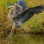 Great Blue Heron from Steep Creek bear viewing platform, Mendenhall Glacier.