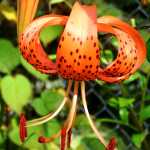 Tiger lillies blooming in early September.