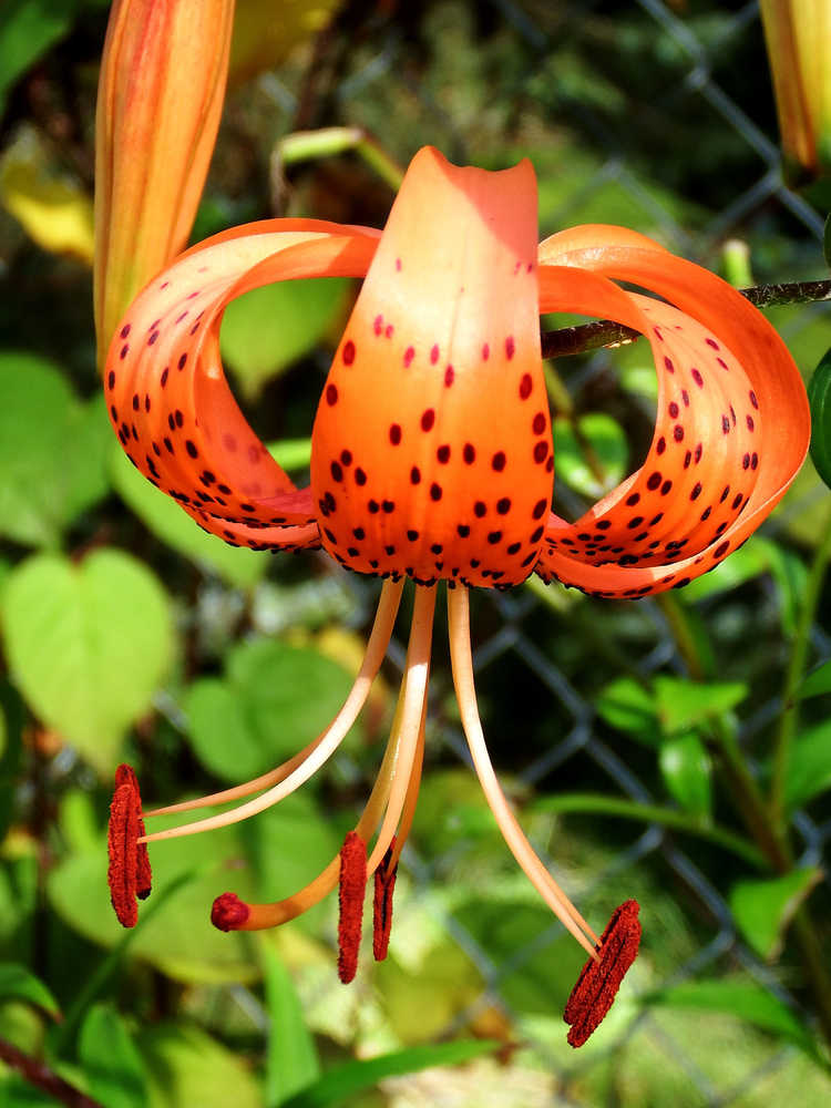 Tiger lillies blooming in early September.