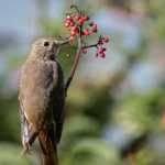 A hermit thrush enjoys a feast of red elderberries, out the road.