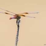 A dragonfly pauses on a sunny day.