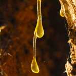 Tree sap on the Rainforest Trail in Juneau.