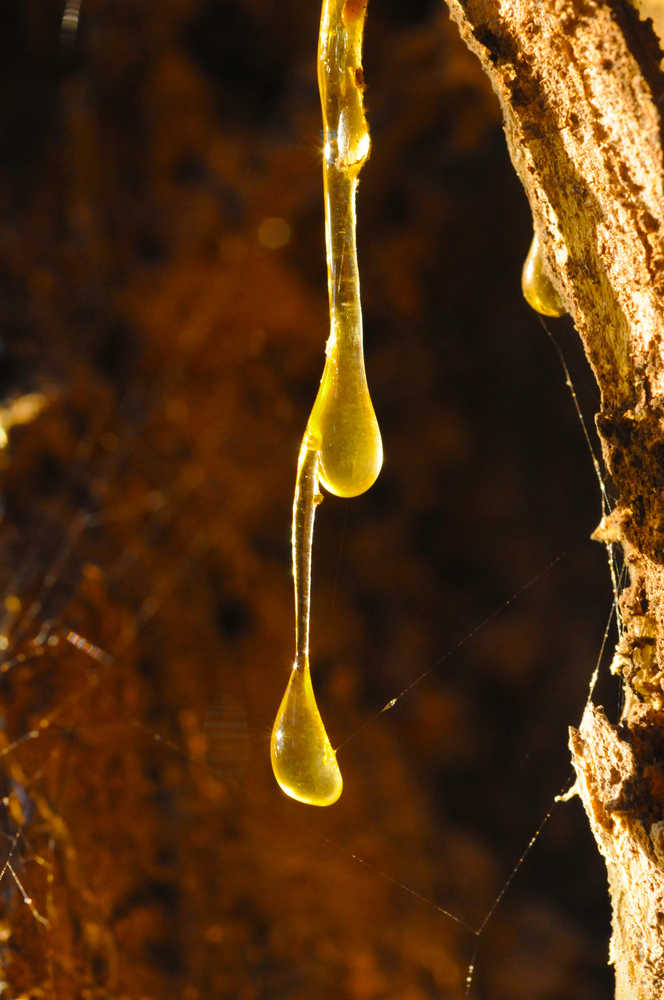 Tree sap on the Rainforest Trail in Juneau.