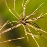 What's left after the seeds have been dispersed.